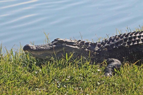 Florida Alligator