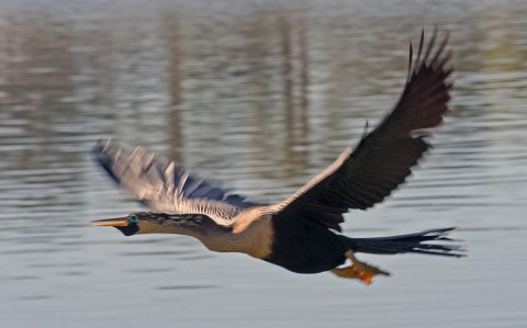 Water Bird